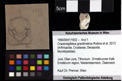 Foto (Objket + Etiketten) von Lemacola jenniferae (Robins et al., 2016) 